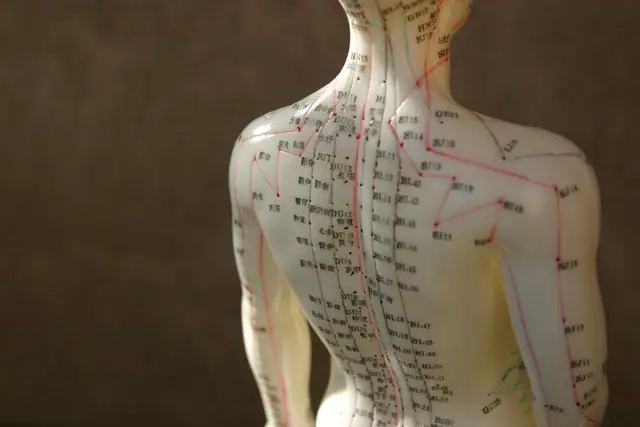 Akupunktur-Modell zur Veranschaulichung der Behandlungspunkte Anatomisches Akupunktur-Modell mit Meridianpunkten