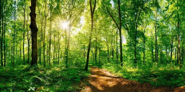 Bild: Wald (Eilenriede Hannover)
