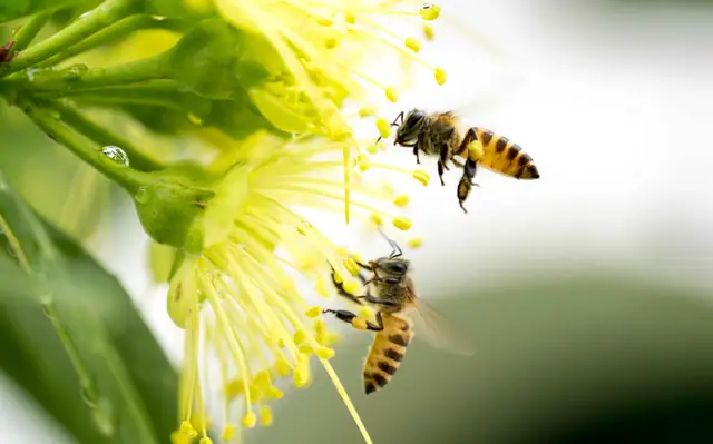 Biene sammelt Pollen auf einer gelben Blume