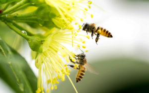 Sommerliches Bild: Biene auf Blume